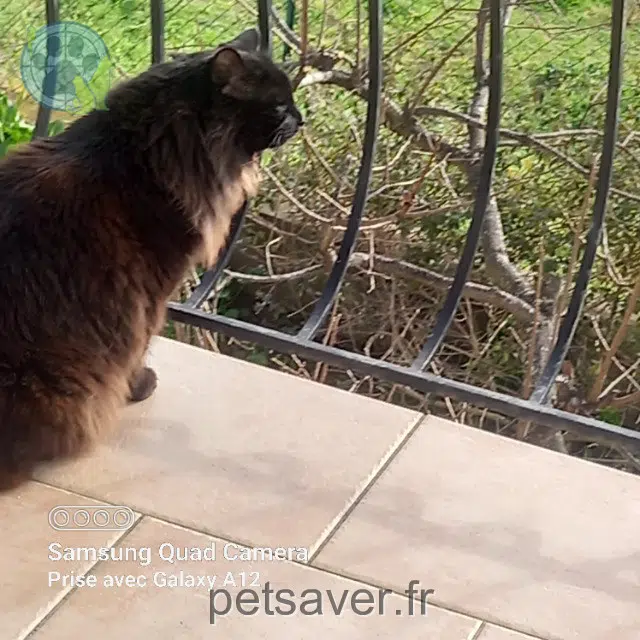 chatte lost   06810 Auribeau-sur-Siagne Canelle