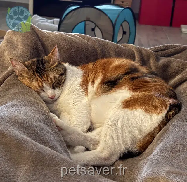 chatte lost   06730 Saint-André-de-la-Roche Cassia