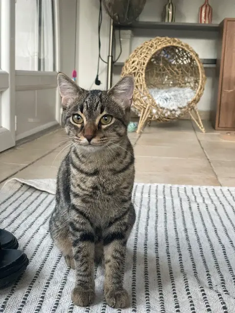 chatte lost   06800 Cagnes-sur-Mer Caïpi