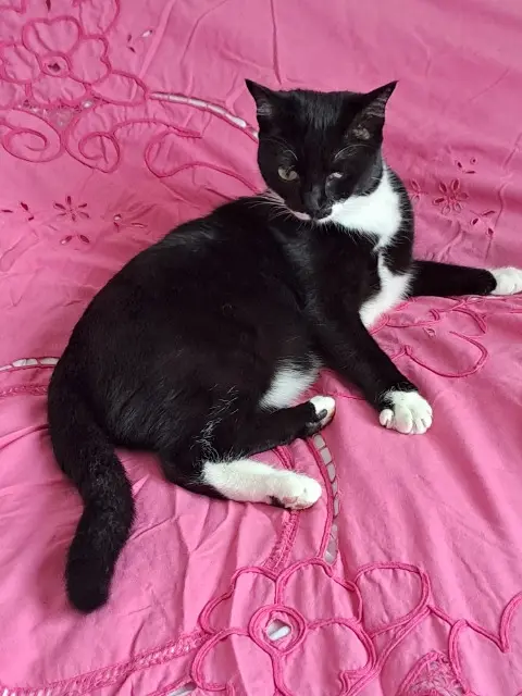 chatte lost    Cannes Chanel