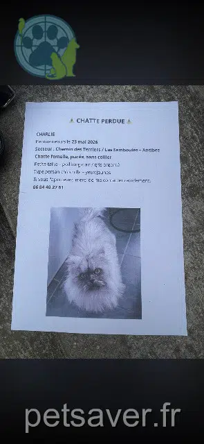 Katze lost    Antibes Charlie