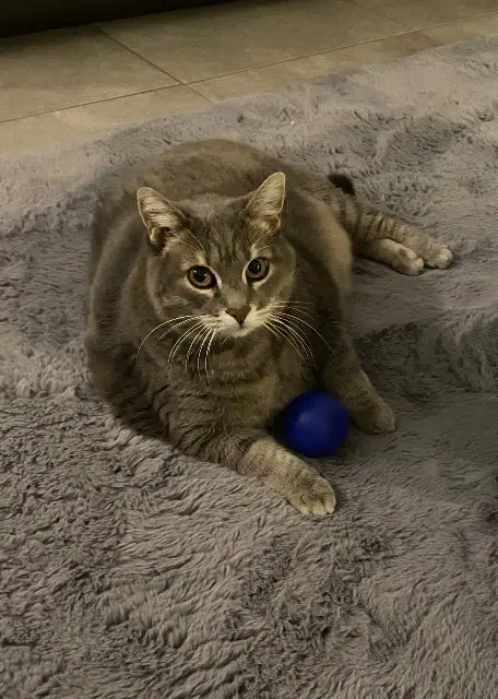 chatte lost   06620 Gréolières Chipie