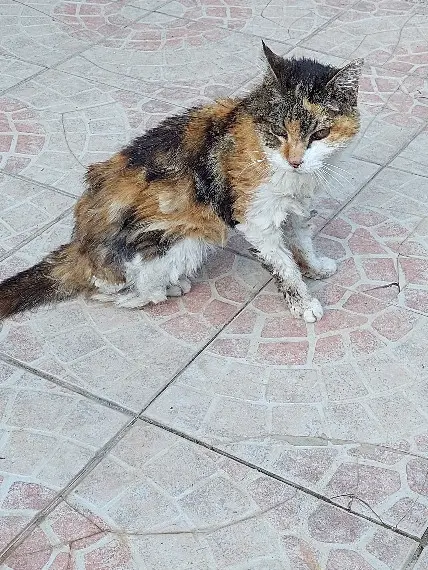 Chatte Perdue 06 Alpes-Maritimes - Chippie Chatte Perdue 06 Alpes-Maritimes - Chippie