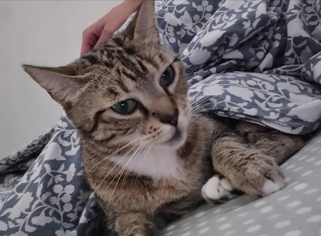 kat vermist 06220 Vallauris Cookie kat lost 06220 Vallauris Cookie