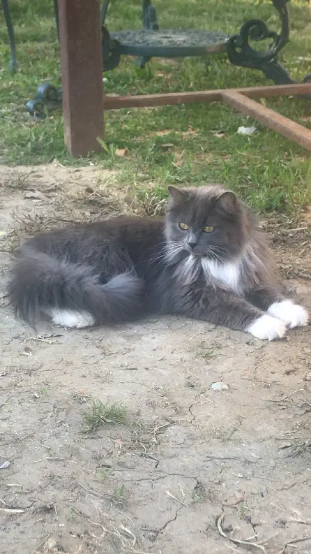 Chatte Perdue 06 Alpes-Maritimes - Daisy Chatte Perdue 06 Alpes-Maritimes - Daisy