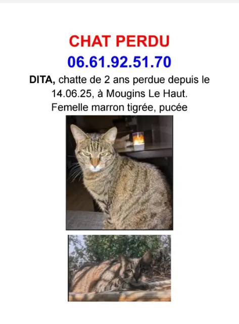 chatte lost   06250 Mougins Dita