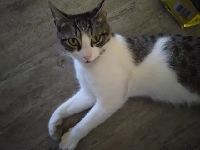 cat lost    Grasse Duchesse