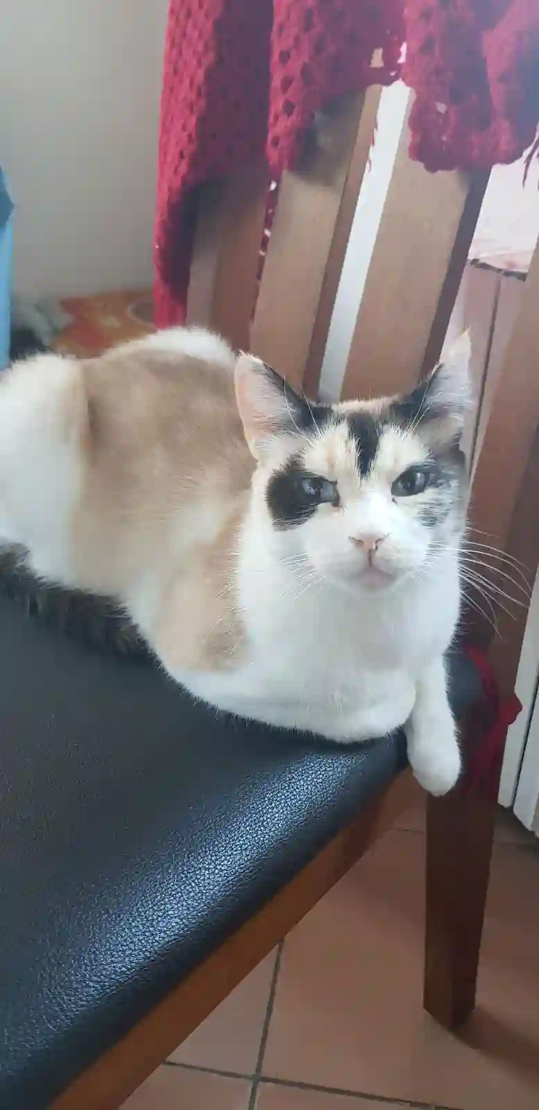 Chatte Perdue 06 Alpes-Maritimes - Fifi Chatte Perdue 06 Alpes-Maritimes - Fifi