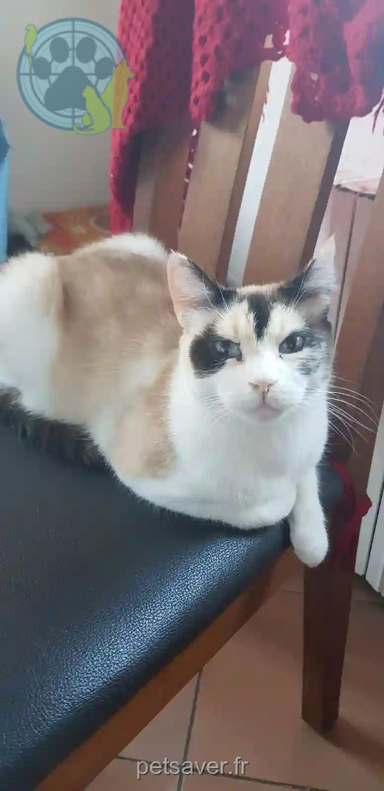 Chatte Perdue 06 Alpes-Maritimes - Fifi Chatte Perdue 06 Alpes-Maritimes - Fifi