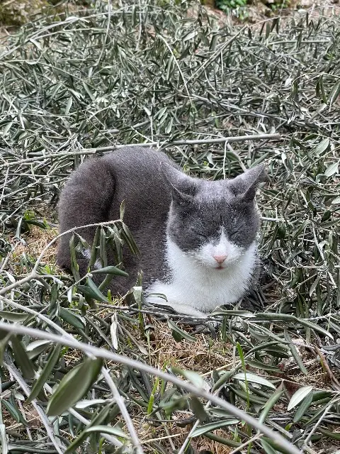 chatte lost    Grasse Gaïa