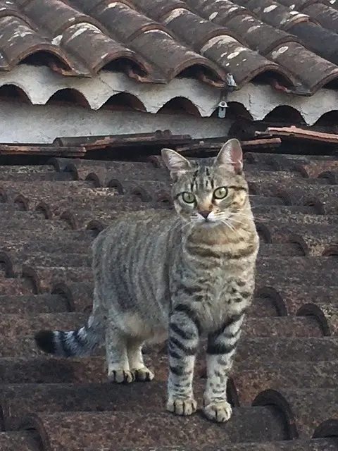 chatte lost    Grasse Grigri