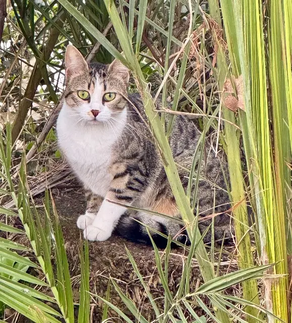 chatte lost   06800 Cagnes-sur-Mer Hermione