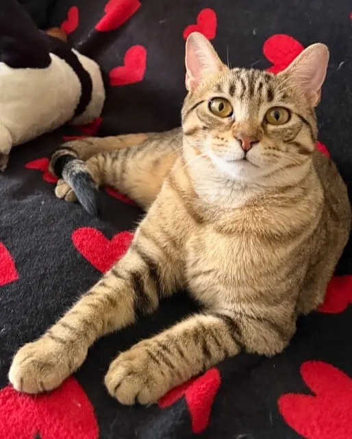 chatte lost   06510 Carros Hiris