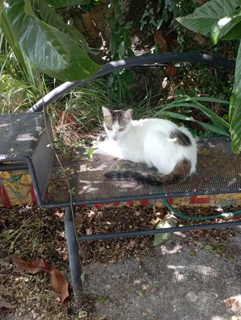 chatte lost   06510 Carros Ipiu