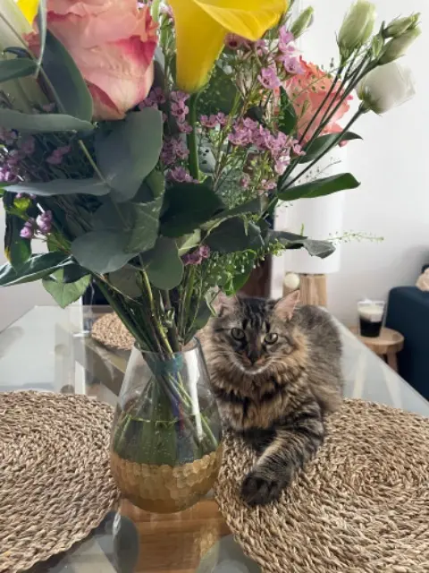 chatte lost    Antibes Lilas