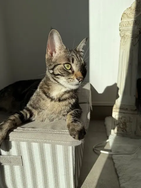 chatte lost   06110 Le Cannet Lilia