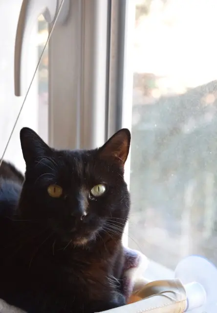 cat lost   06700 Saint-Laurent-du-Var Lola