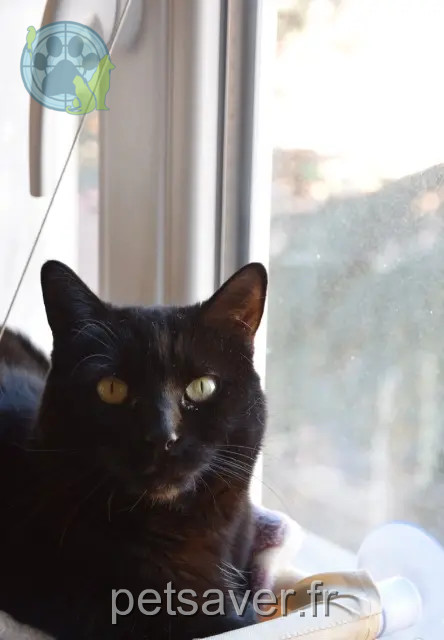 chatte perdue 06700 Saint-Laurent-du-Var Lola chatte lost 06700 Saint-Laurent-du-Var Lola