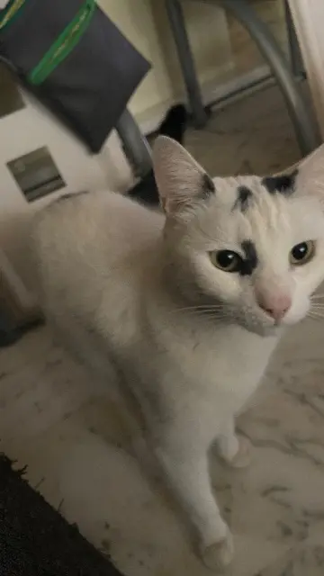 cat lost   06700 Saint-Laurent-du-Var Lucie