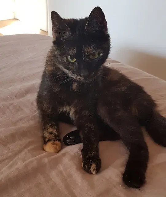 chatte lost   06140 Tourrettes-sur-Loup Lulu