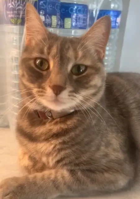 chatte lost   06220 Vallauris Luna