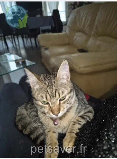 chatte lost    Antibes Lunéa