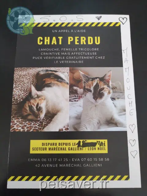 gata lost    Cannes Mamouche