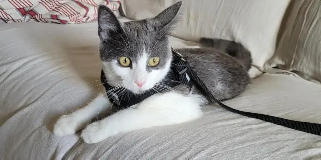 chatte lost   06340 Drap Midona
