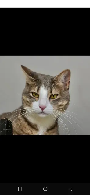 chatte lost    Antibes Mimi