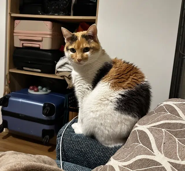 chatte lost    Antibes Mimi