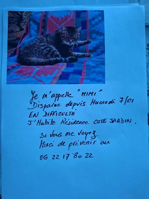 chatte lost   06250 Mougins Mimi