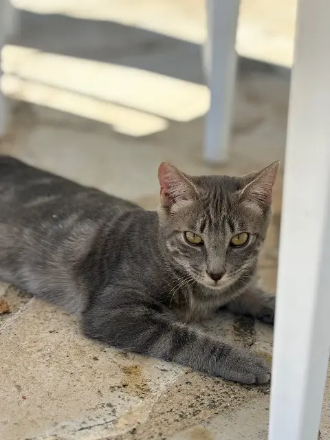 chatte lost   06530 Cabris Mimine