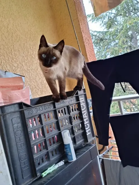 chatte lost   06440 L'Escarène Mina