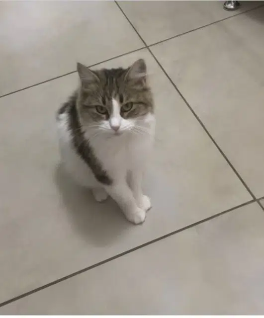 chatte lost   06650 Le Rouret Minette