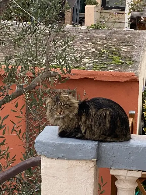 chatte lost    Antibes Moon