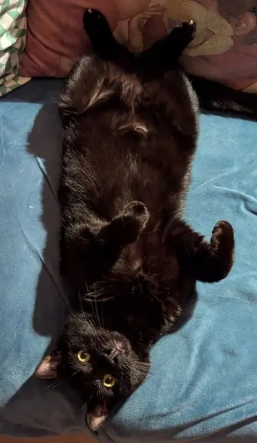chatte lost   06640 Saint-Jeannet Mélissandre