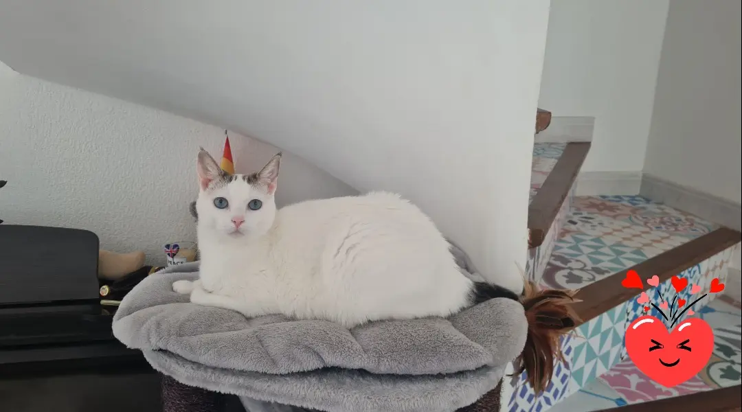 Chatte Perdue 06 Alpes-Maritimes - Nala Chatte Perdue 06 Alpes-Maritimes - Nala