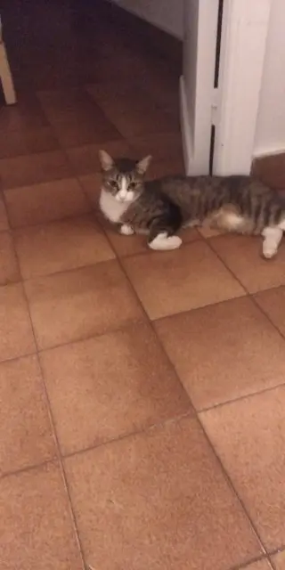 chatte lost    Antibes Nala