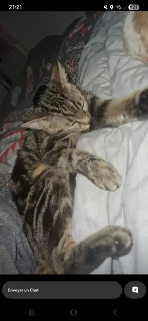 chatte lost   06220 Vallauris Nala