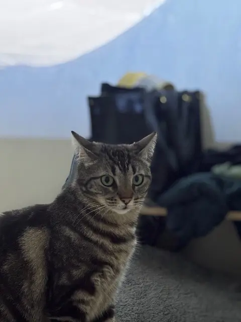 chatte lost   06250 Mougins Nalah