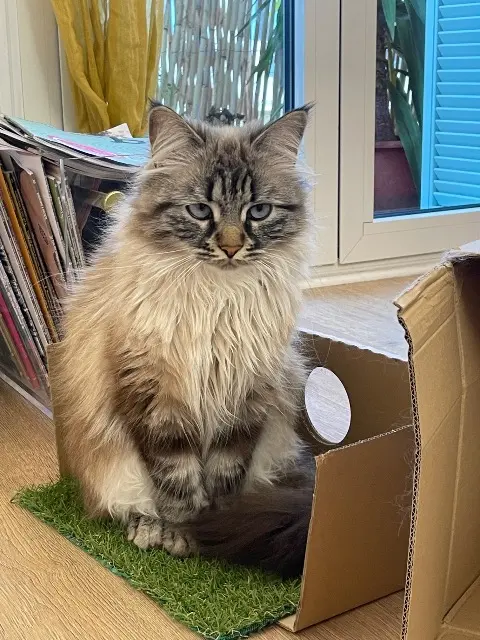 chatte lost    Nice Bijou