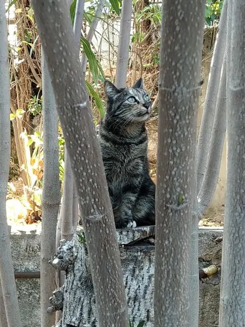 chatte lost    Nice Chi