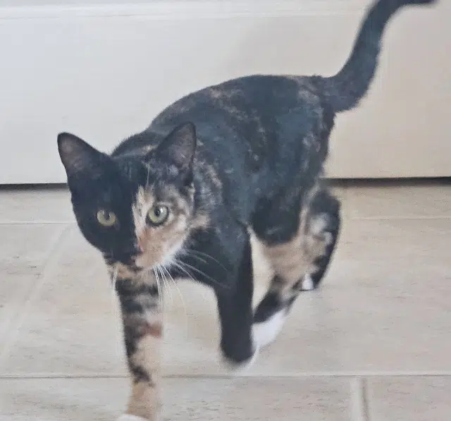 chatte lost    Nice Churri