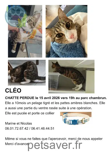 chatte lost    Nice Cléo