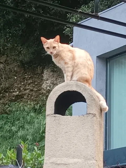 chatte lost    Nice Ficelle