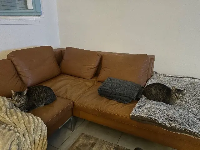 chatte lost    Nice Fifi