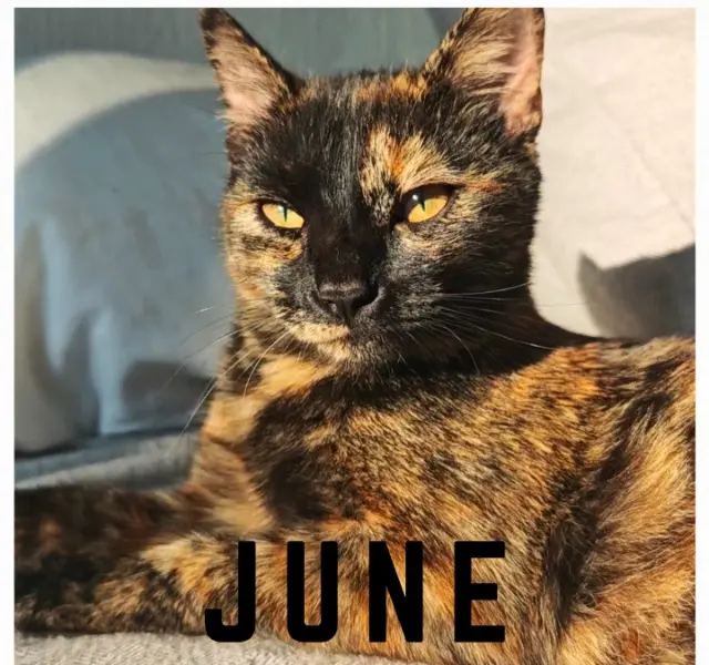 chatte lost    Nice June