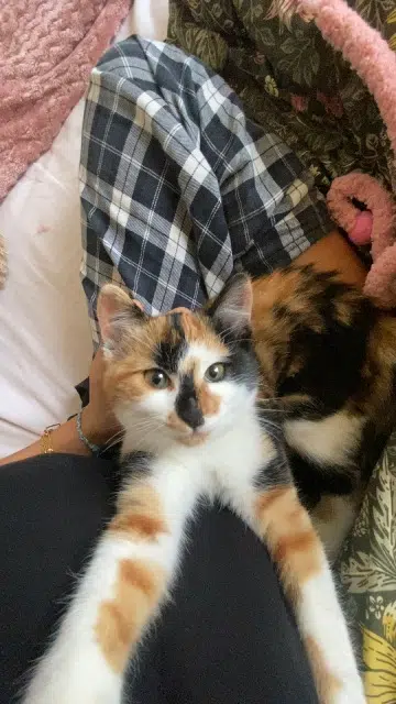 chatte lost    Nice Kinshasa