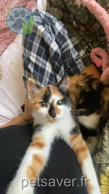 kat vermist Nice Kinshasa kat lost Nice Kinshasa