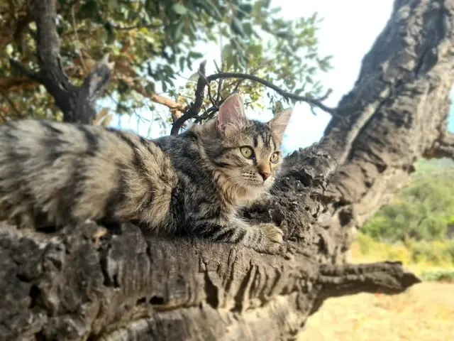 gata perdida Nice Kyrah gata lost Nice Kyrah